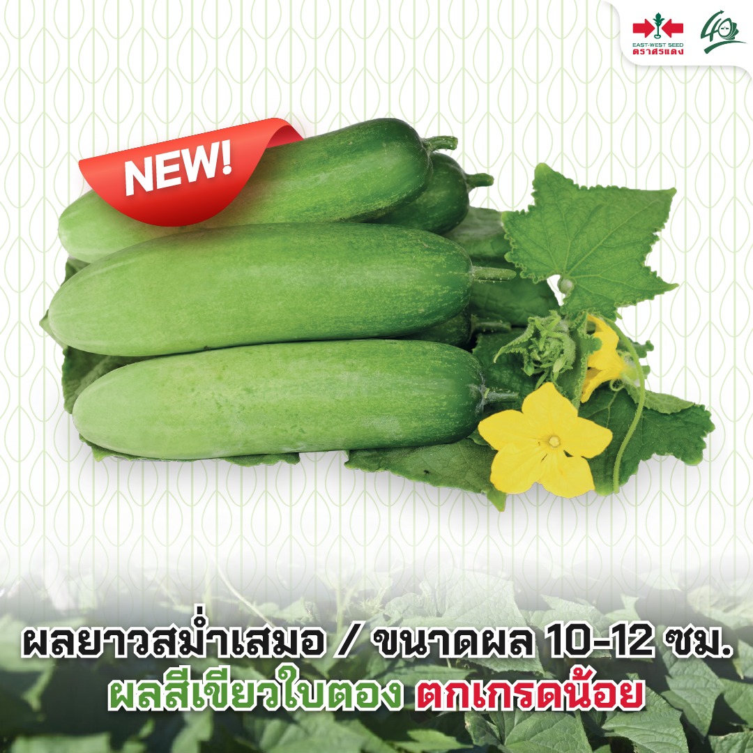GGEW เมล็ดพันธุ์ ซฟ แตงกวาสปีดแม็ก 70 เมล็ด ตราศรแดง
