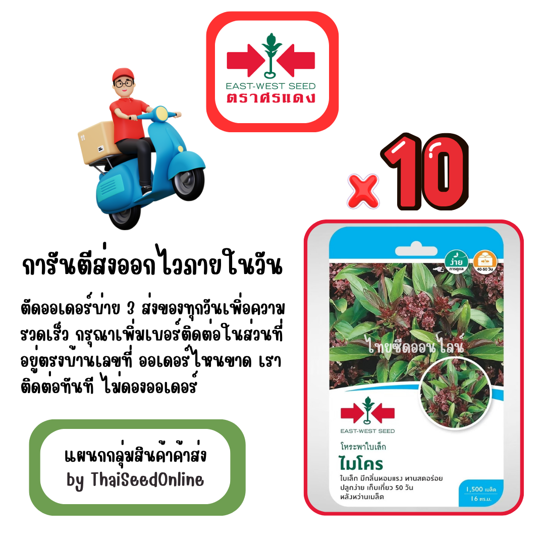 GGx10 เมล็ดผักซองศรแดง ไมโคร โหระพา สินค้ายกแพ็ค