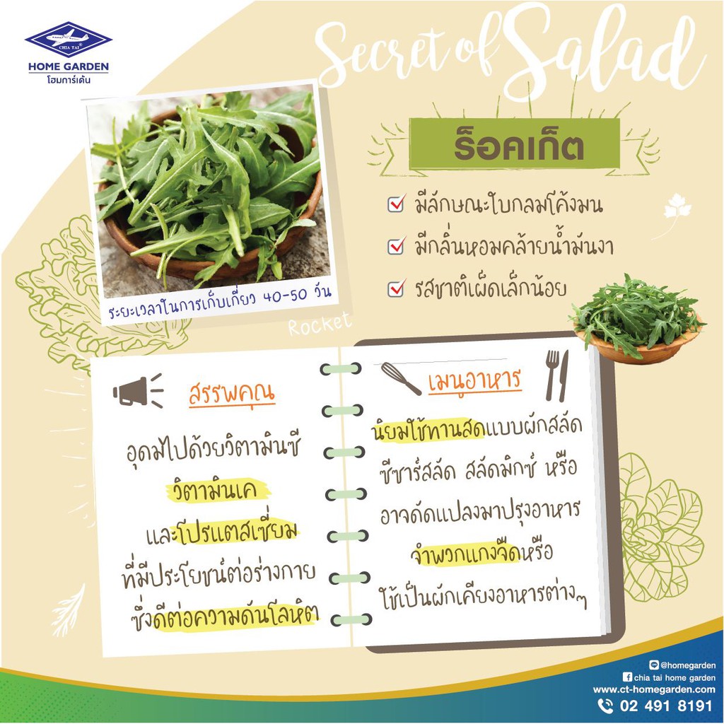 CTF1 เมล็ดพันธุ์ ผักกาดหอม ฟิลเล่ย์ กรีนเนอร์รี่ 144เมล็ด ตราเจียไต๋ LETTUCE
