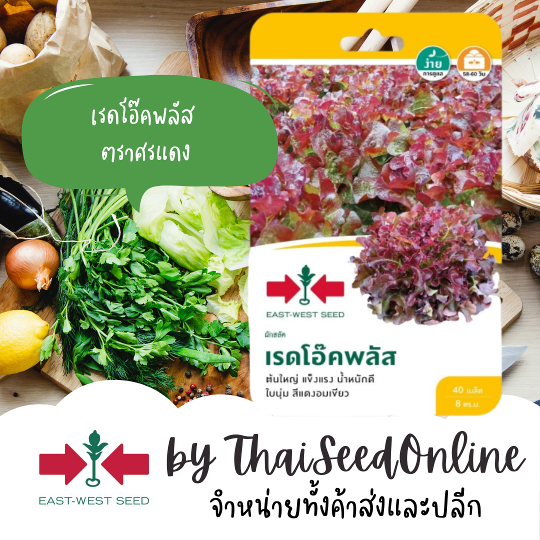 GGEW เมล็ดพันธุ์ซฟ เรดโอ๊คพลัส ตราศรแดง LETTUCE
