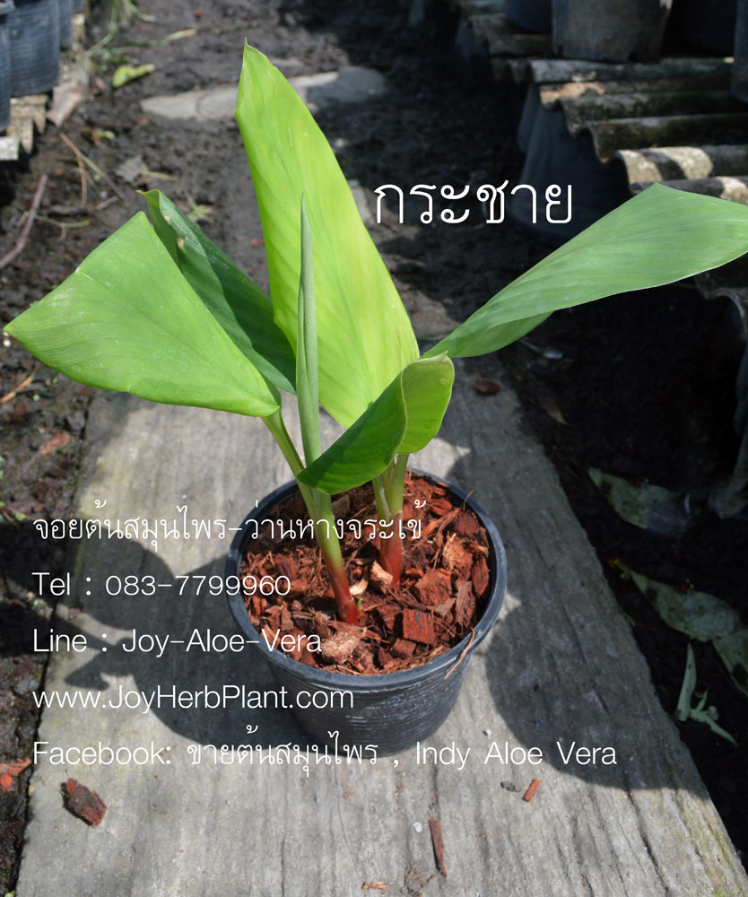 กระชายขาว (กระชายบ้าน,กระชายเหลือง) เสริมภูมิ ต้านโควิด COVID-19