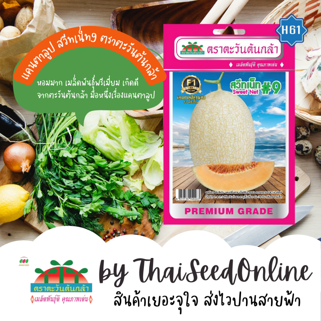 Advance Seeds(ตราตะวันต้นกล้า) ADVF1 ซฟ เมล็ดพันธุ์แคนตาลูป สวีทเน็ท9 ตราตะวันต้นกล้า H61