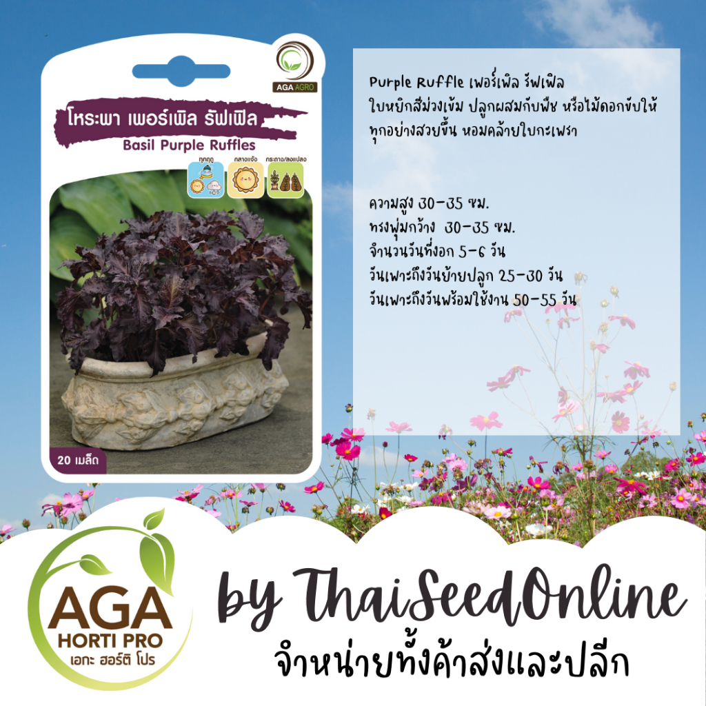 AGA Agro(เอกะ อะโกร) AGAPREMIUM โหระพา เบซิล Purple Ruffle เพอร์เพิล รัฟเฟิล 20เมล็ด ตราเอกะอะโกร Basil