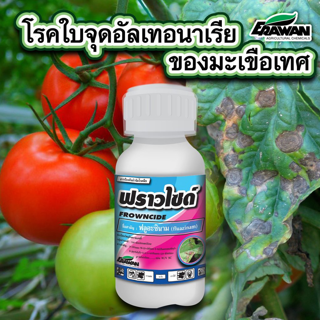 EF ขวด 100ซีซี 💥ใหม่ล่าสุด💥ฟราวไซด์ ฟลูอะซินาม 50% W/V SC นำเข้าจากญี่ปุ่น Fungicide