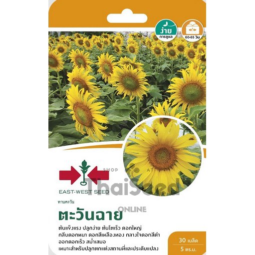GGEW เมล็ดพันธุ์ซฟ ดอกทานตะวัน ตะวันฉาย ตราศรแดง เมล็ดดอกไม้ Sunflower