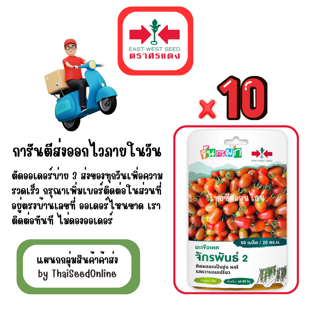 GGx10 เมล็ดผักซองศรแดง จักรพันธุ์2 มะเขือเทศผลรี สินค้ายกแพ็ค