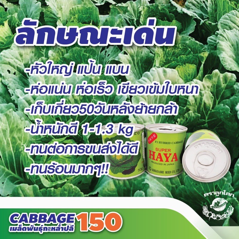เมล็ดพันธุ์ กป 15, 50 กรัม กะหล่ำปลี ซุปเปอร์ฮาย่า 150 SUPERHAYA พันธุ์หนัก #1 ตราลูกโลก