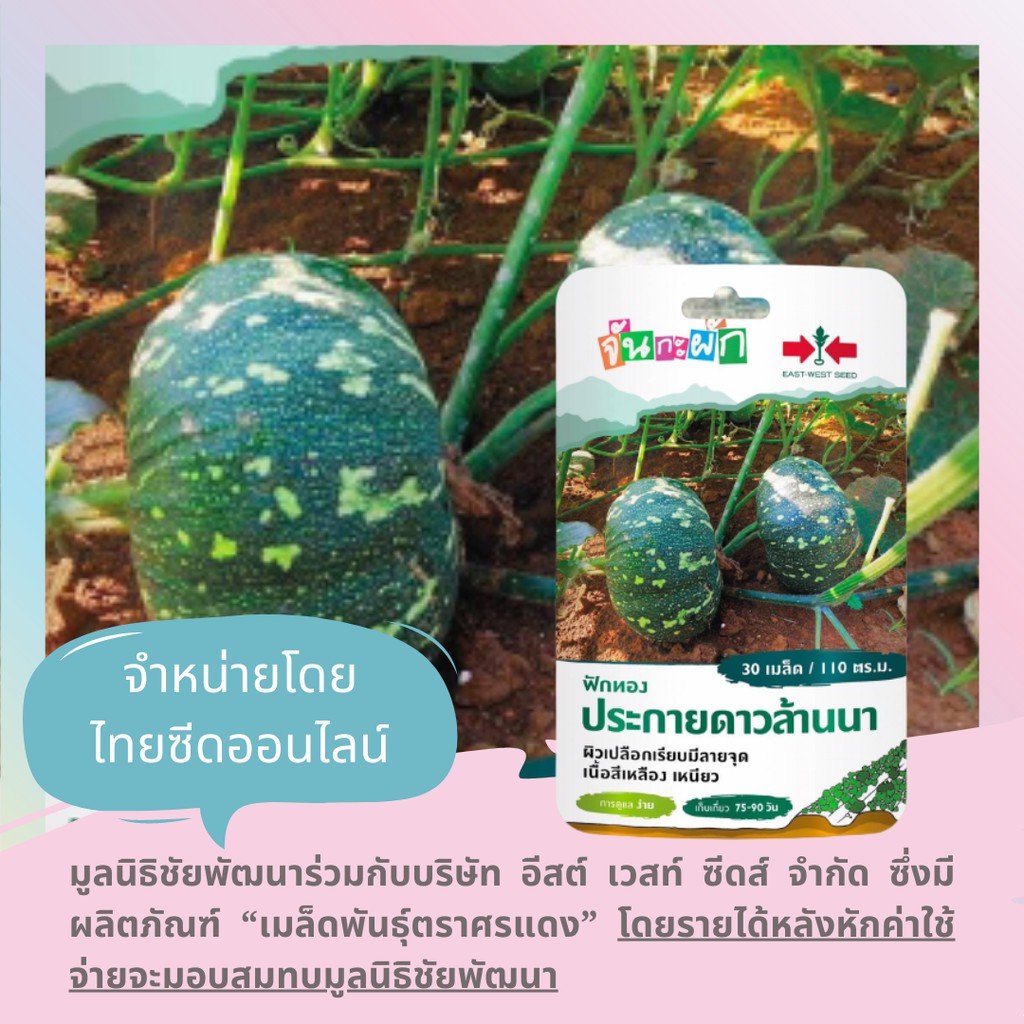 GGEW ลายข้าวตอก ฟักทองประกายดาวล้านนา 30เมล็ด ตราศรแดง เมล็ดพันธุ์พระราชทาน จันกะผัก Pumpkin