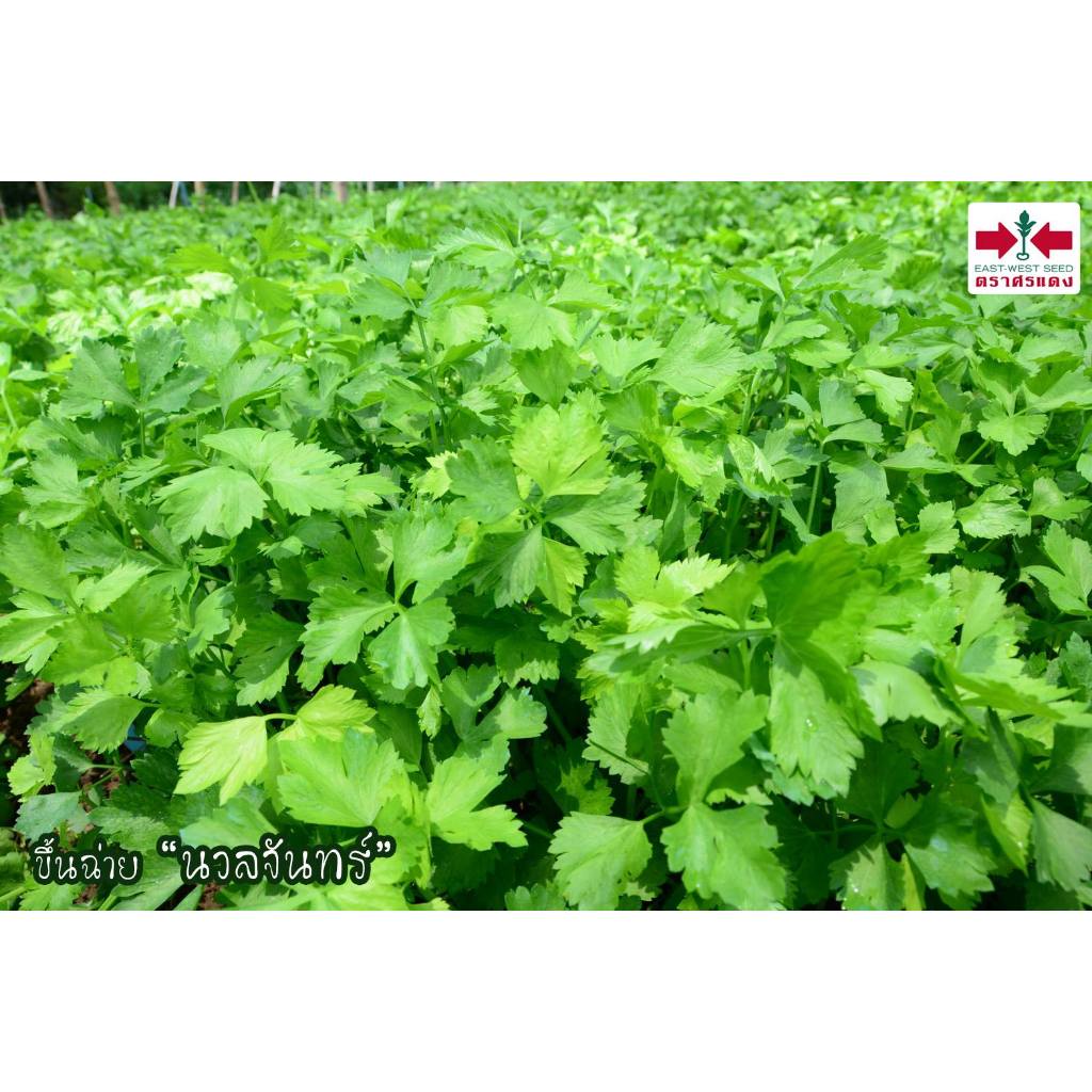 Sorndang(ศรแดง) EWCOM เมล็ดพันธุ์ คื่นช่าย นวลจันทร์ 50กรัม ตราศรแดง Celery