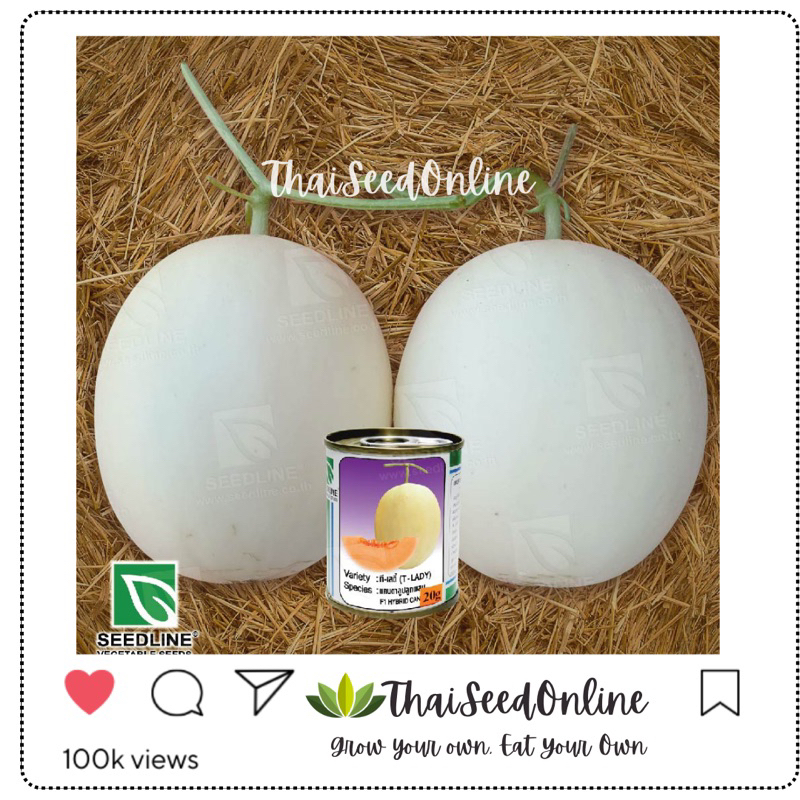 Seed Line(ซีดไลน์) SLCOM เมล็ดพันธุ์ แคนตาลูป ทีเลดี้โกลด์ 20กรัม ตราซีดไลน์ Cantaloupe T-Lady Gold