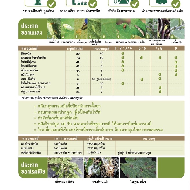 GGEW เมล็ดพันธุ์ มะเขือยาวสีเขียวลูกผสม โทมาฮอค F1 ตราศรแดง 150 เมล็ด ตราศรแดง Long Green Eggplant