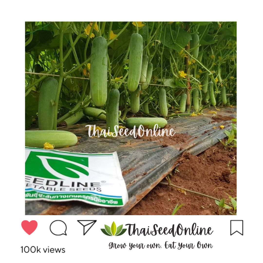Seed Line(ซีดไลน์) SLCOM กป 100กรัม เมล็ดพันธุ์ แตงกวาโนเบล ตราซีดไลน์ NOBEL Cucumber แตงกวาโนเบลสตาร์