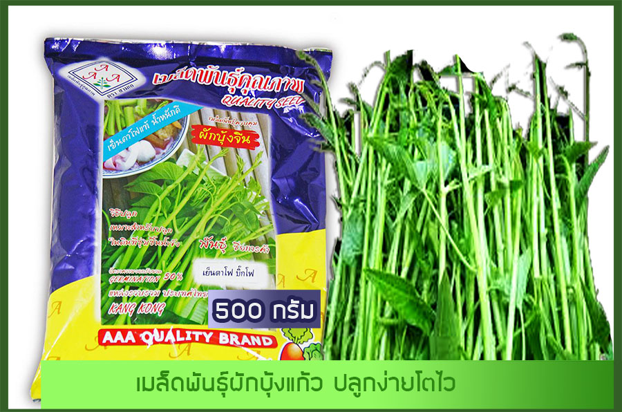 เมล็ดผักบุ้งแก้ว ผักบุ้งเย็นตาโฟ ผักบุ้งบ้องใหญ่ 1 กก ตรา AAA มีแบ่งขาย
