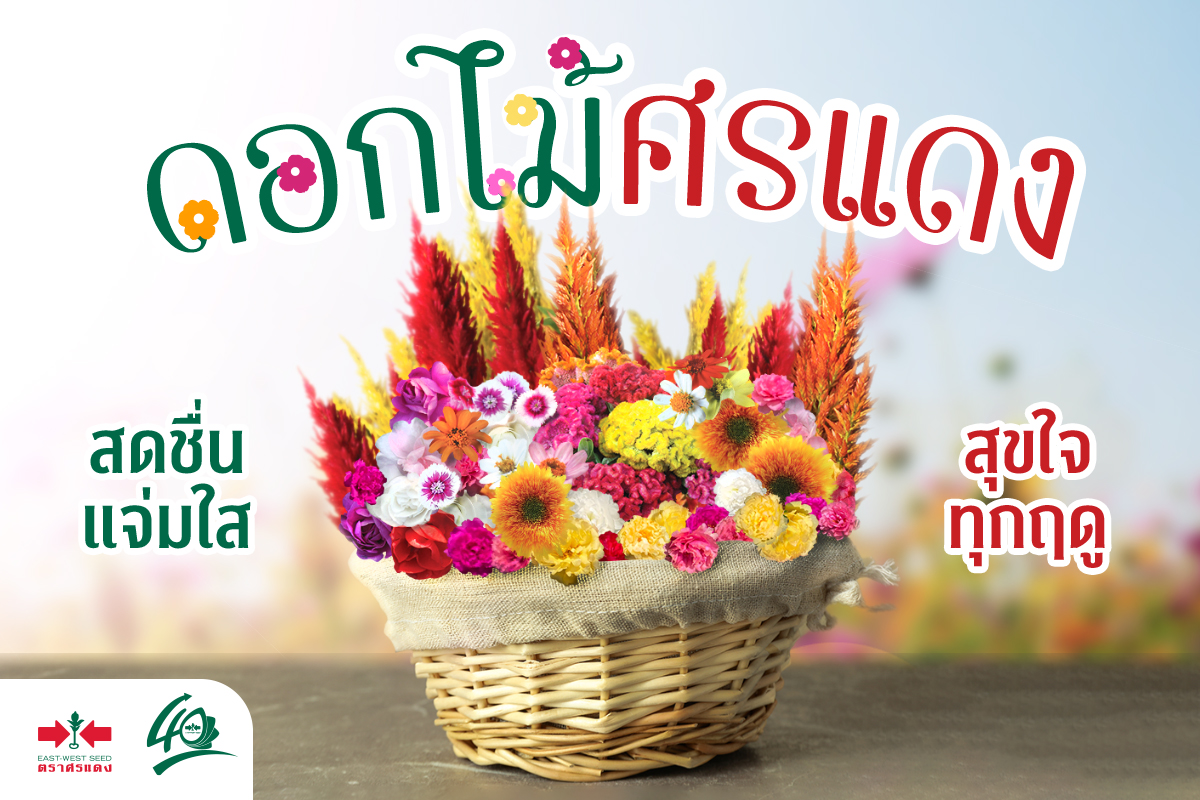 GGEW เมล็ดพันธุ์ดอกไม้ บานชื่นหนู ซันเบสท์ มิกซ์ ตราศรแดง Zinnia เมล็ดดอกไม้ เมล็ดพันธุ์ดอกไม้
