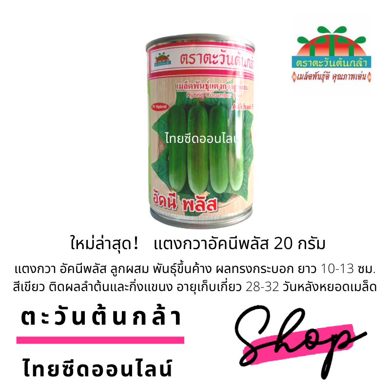 ADV กป 20กรัม เมล็ดพันธุ์ แตงกวาลูกผสม อัคนีพลัส20กรัม ตราตะวันต้นกล้า แตงกวาอัคนี