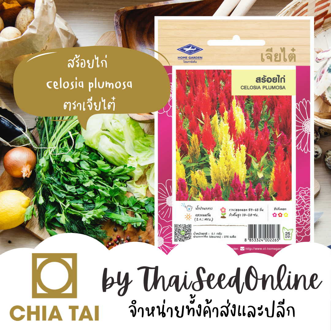 CTFW เมล็ดพันธุ์ดอกไม้ สร้อยไก่คละสี 0.1กรัม ตราเจียไต๋ เมล็ดดอกไม้ Celosia Plumosa
