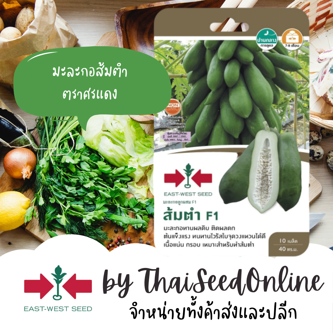GGEW เมล็ดพันธุ์ซฟ มะละกอแขกนวล ลูกผสม ส้มตำ 20 เมล็ด ตราศรแดง Papaya