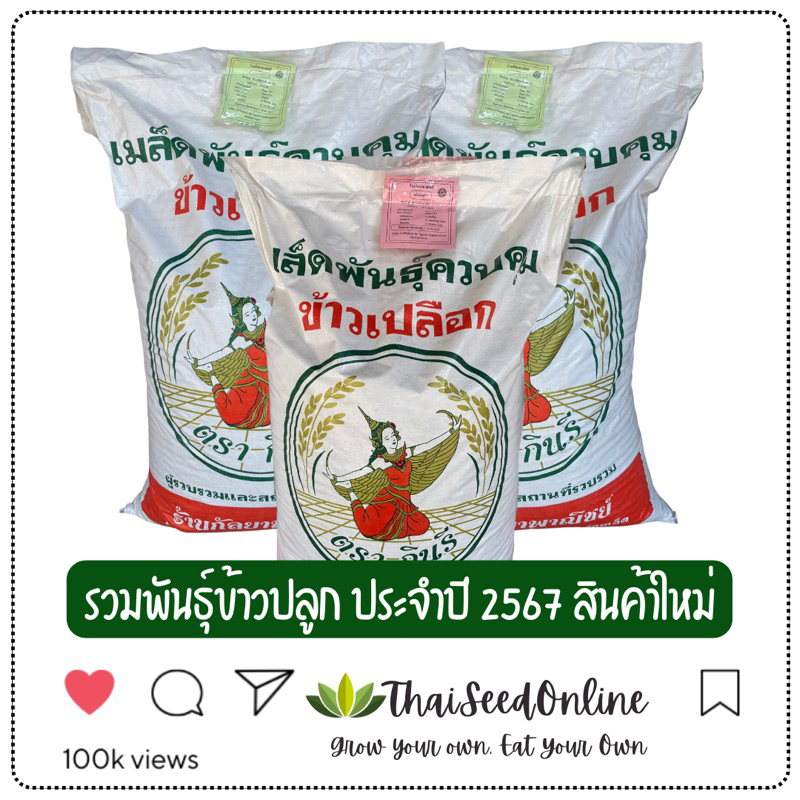 ศูนย์รวม เมล็ดพันธุ์ ข้าวปลูก ประจำปี 2568 กระสอบละ 25 กก ตรากินรี น่าน 59 กข6 จ105