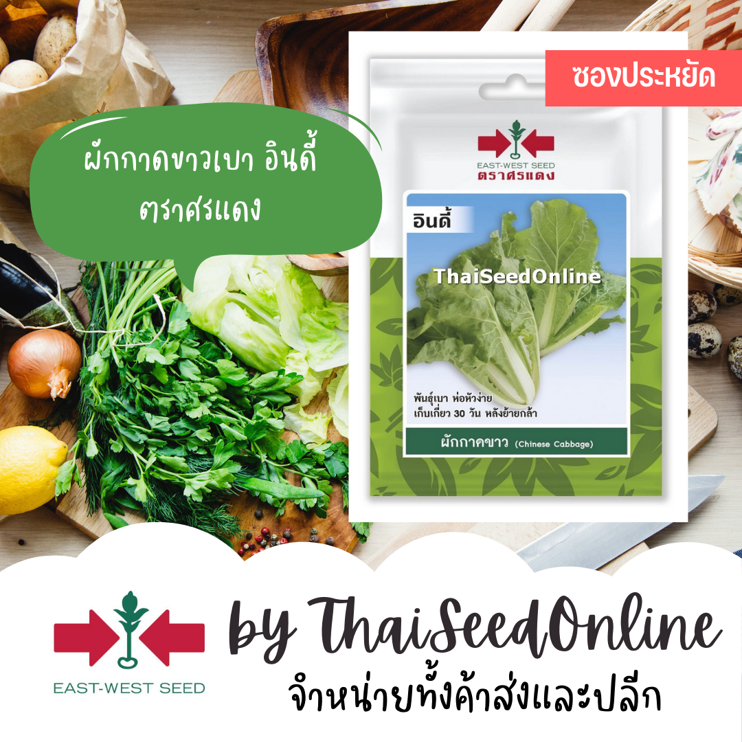 ศรแดง VP3 ซฟ เมล็ดพันธุ์ ผักกาดขาว อินดี้ 250เมล็ด ตราศรแดง Cabbage