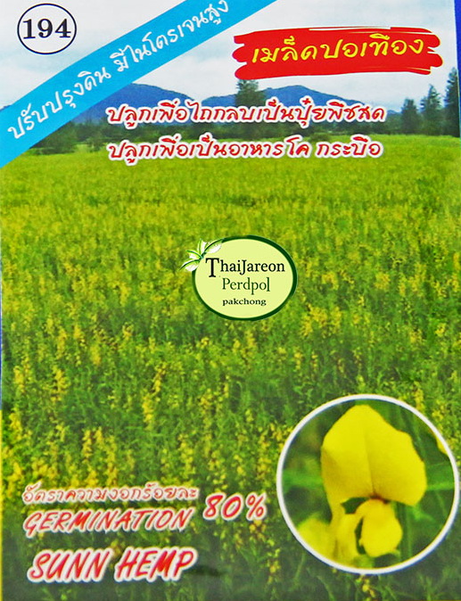 เมล็ดพันธุ์ปอเทือง ดอกปอเทือง ดอกเหลือง ประดับสวยงาม พืชบำรุงดิน ให้ปุ๋ยอินทรีย์ ขายเป็นกิโลกรัม