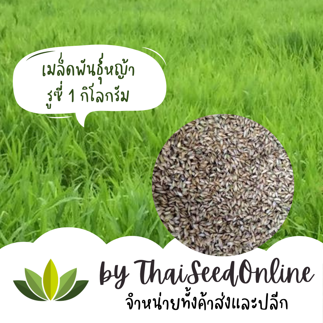 🔥 เมล็ดพันธุ์หญ้า หญ้ารูซี่ รูซี่ 1 กก.