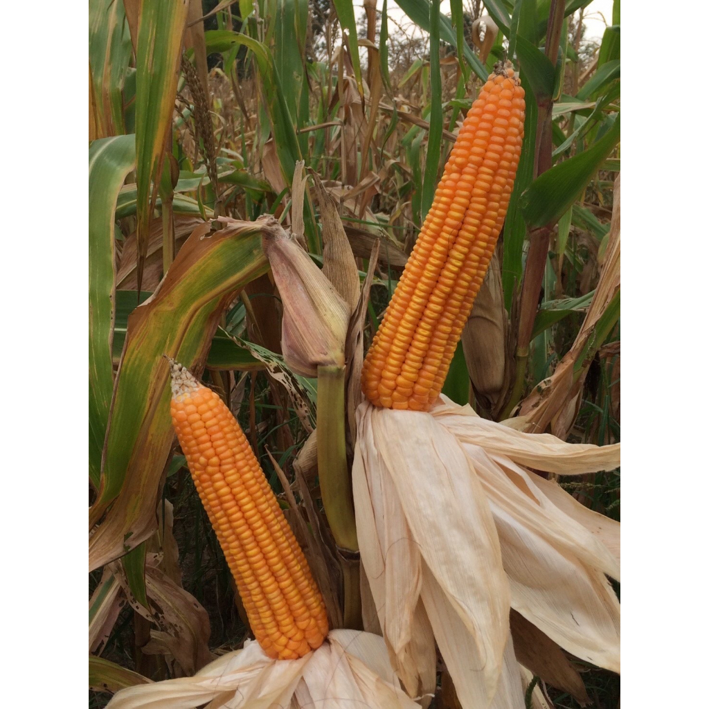 Advance Seeds(ตราตะวันต้นกล้า) เมล็ดพันธุ์ข้าวโพดเลี้ยงสัตว์ ข้าวโพดลูกผสม ลิเบอร์ตี้ 777 ถุง 1 กิโลกรัม