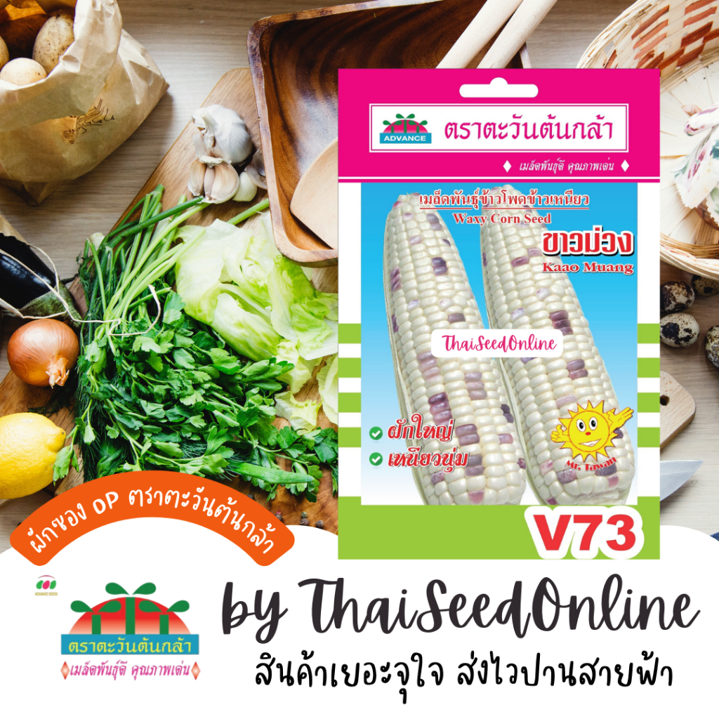Advance Seeds(ตราตะวันต้นกล้า) ADVOP ซฟ เมล็ดพันธุ์ ข้าวโพดข้าวเหนียวขาวม่วง ประมาณ 55 เมล็ด ตราตะวันต้นกล้า V73