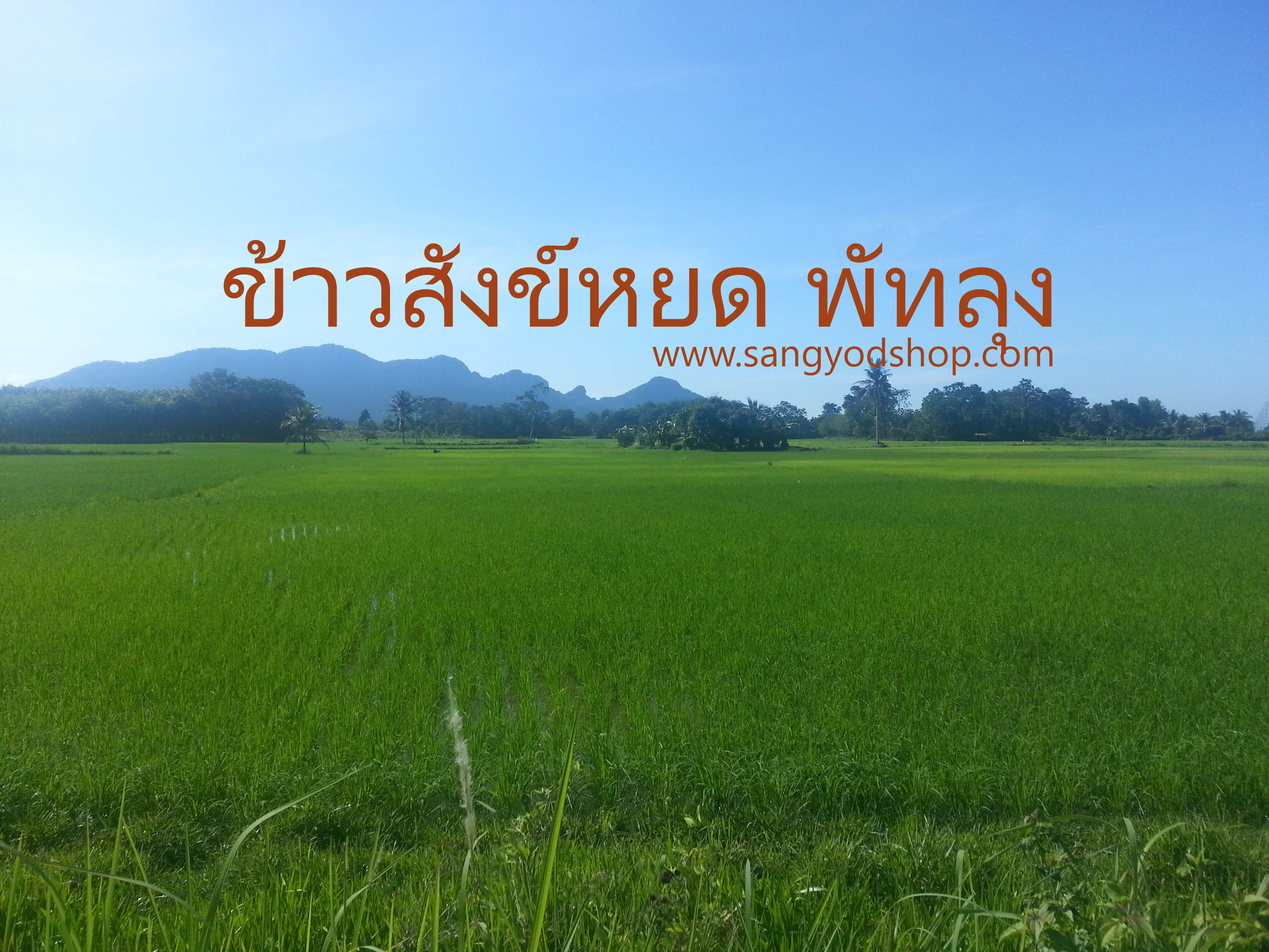 ข้าวสังข์หยด พัทลุง