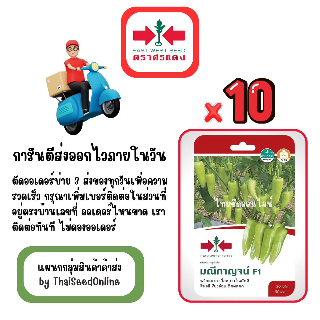GGx10 เมล็ดผักซองศรแดง มณีกาญจน์ พริกหยวก สินค้ายกแพ็ค