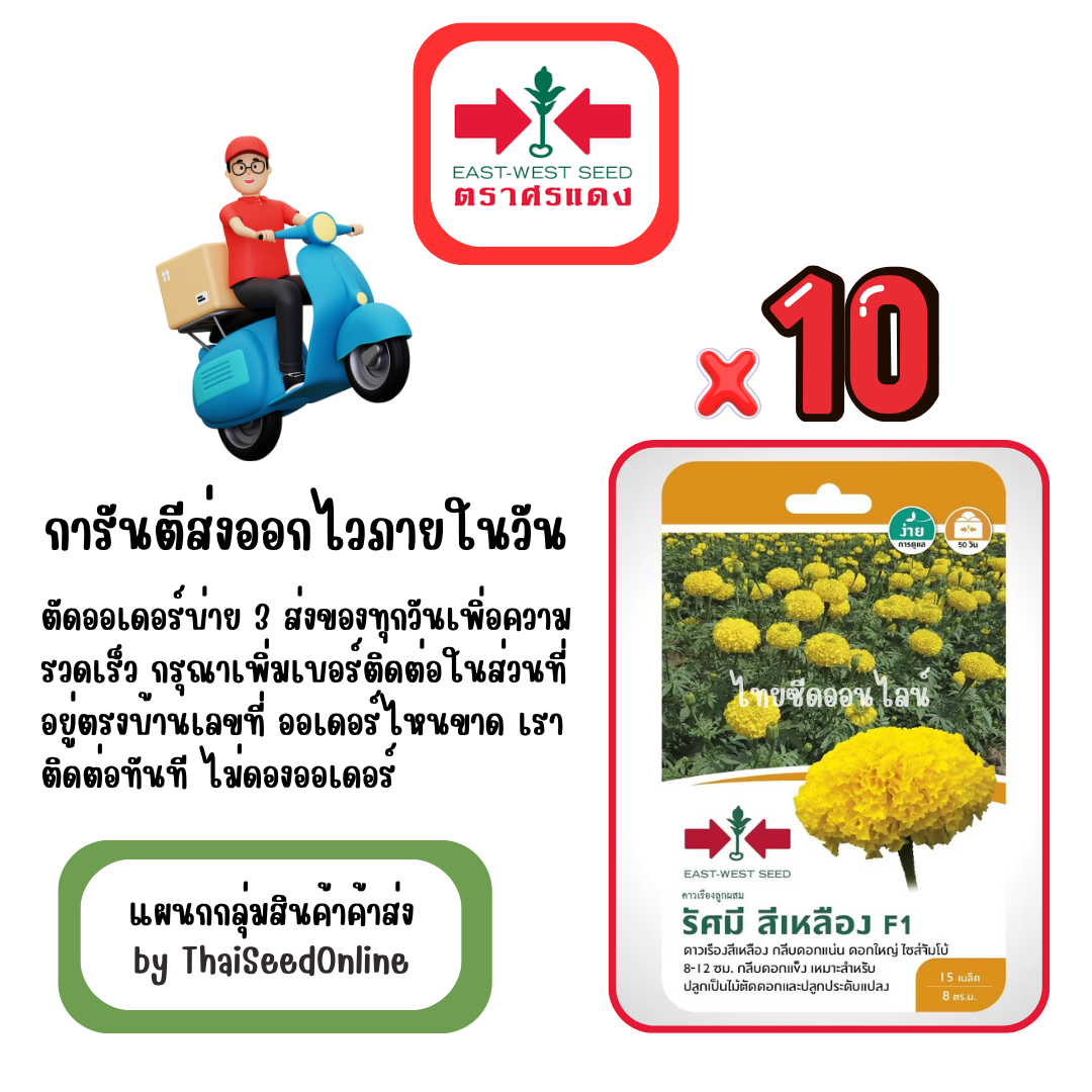 GGx10 เมล็ดผักซองศรแดง รัศมี สีเหลือง ดาวเรือง สินค้ายกแพ็ค