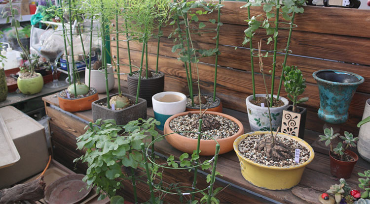 ค้างไม้เลื้อย ไม้กระถาง ลวดล้อมไม้