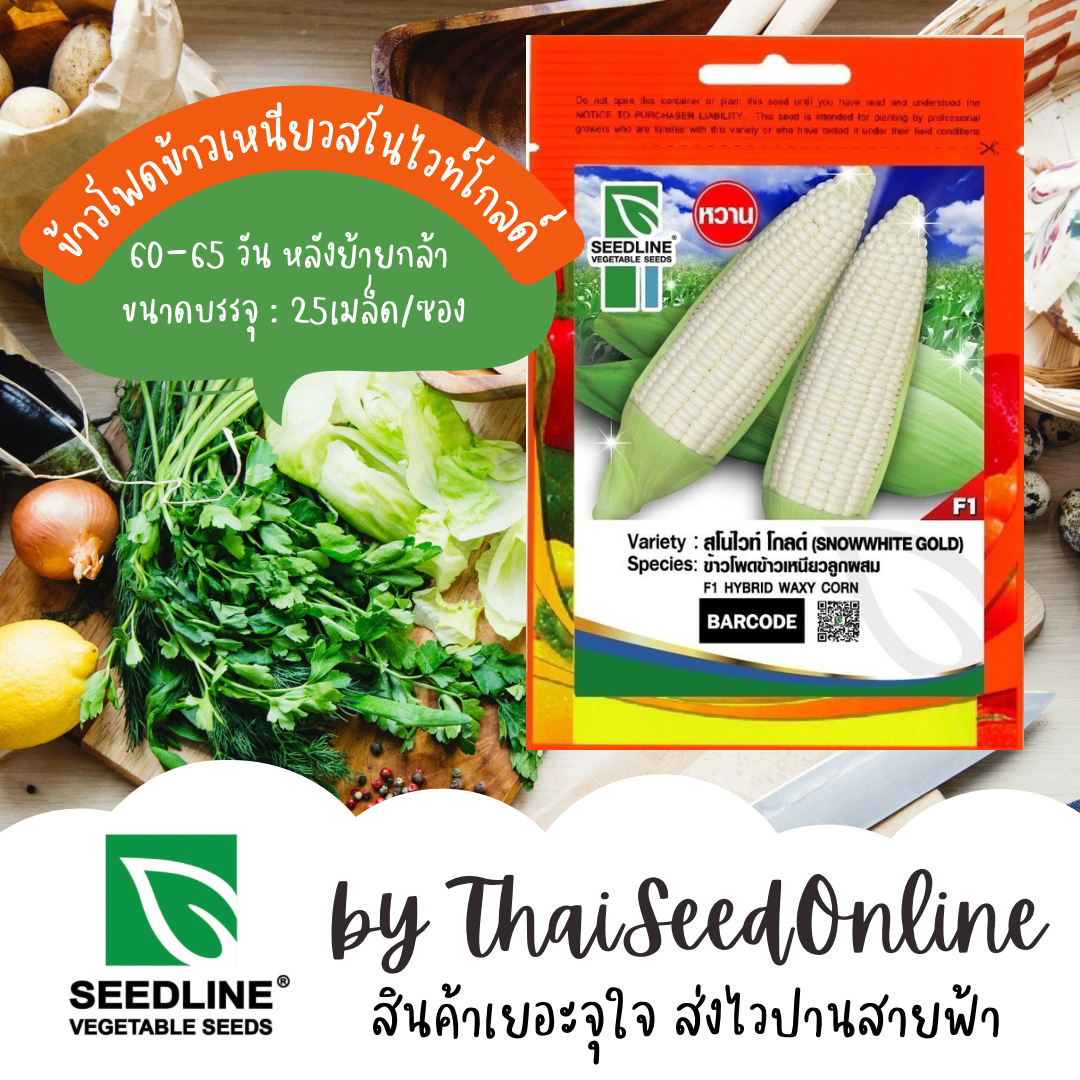SL เมล็ดพันธุ์ซองเล็ก 😘 ใหม่ 🌽เพิ่มความหวาน25%😍 เมล็ดพันธุ์ ข้าวโพดข้าวเหนียวลูกผสม สโนไวท์ ตราซีดไลน์ (SNOW WHITE) Corn