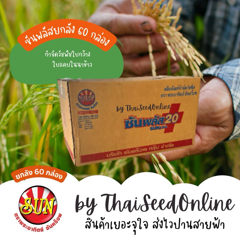 ตราพระอาทิตย์ ซันคร็อพ 📦ยกลัง 📦 ซันพลัส 100กรัม 60กล่อง บิสไพรีแบ็ค กำจัดหญ้าในนาข้าว