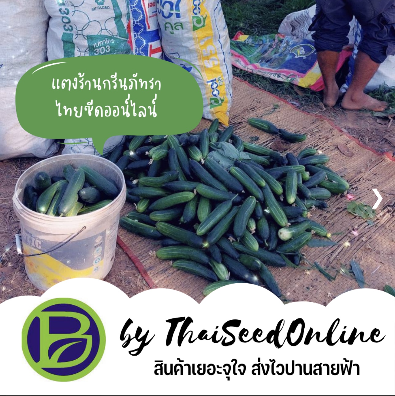 ขนาดทดลอง เมล็ดพันธุ์ แตงร้านกรีนภัทรา 10กรัม Greenpattra Cucumber 10grams