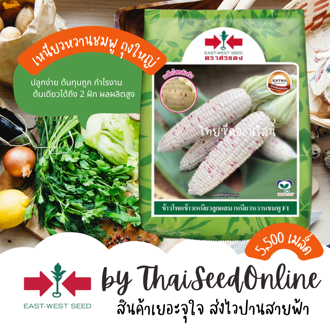 EWCOM Exp. 9/69 เมล็ดพันธุ์ ข้าวโพดเหนียวหวานชมพู 5000เมล็ด ตราศรแดง Waxy Corn