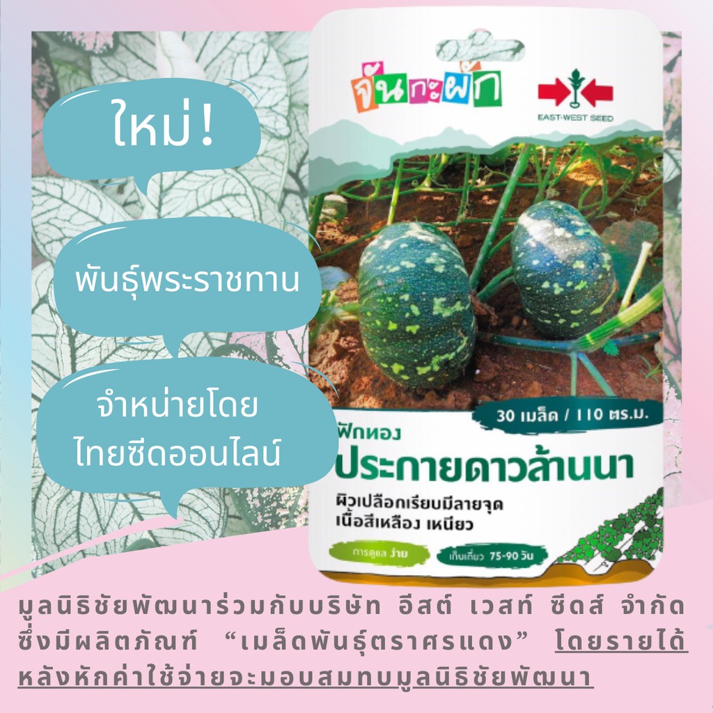 GGEW ลายข้าวตอก ฟักทองประกายดาวล้านนา 30เมล็ด ตราศรแดง เมล็ดพันธุ์พระราชทาน จันกะผัก Pumpkin