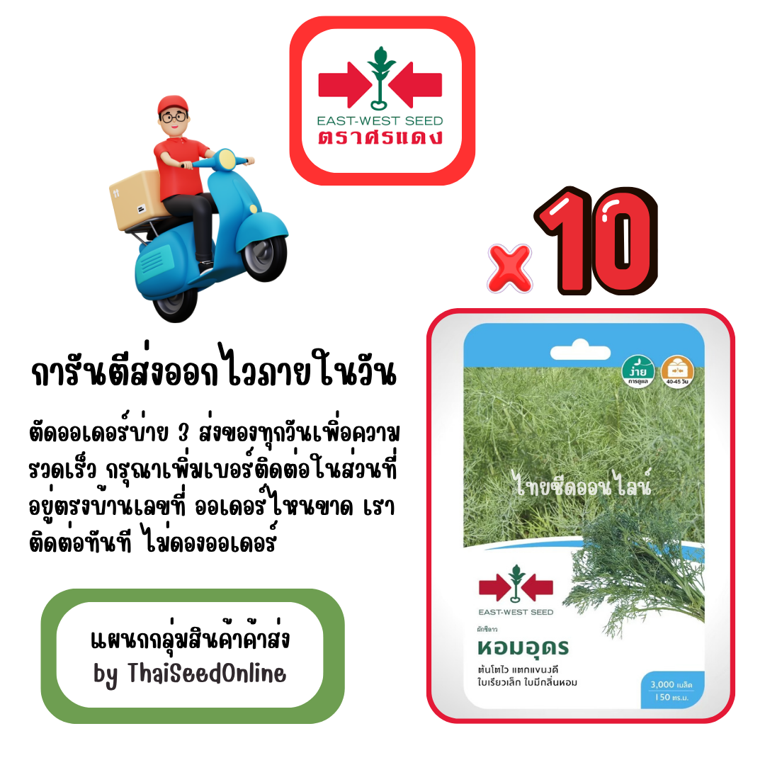 GGx10 เมล็ดผักซองศรแดง หอมอุดร ผักชีลาว สินค้ายกแพ็ค