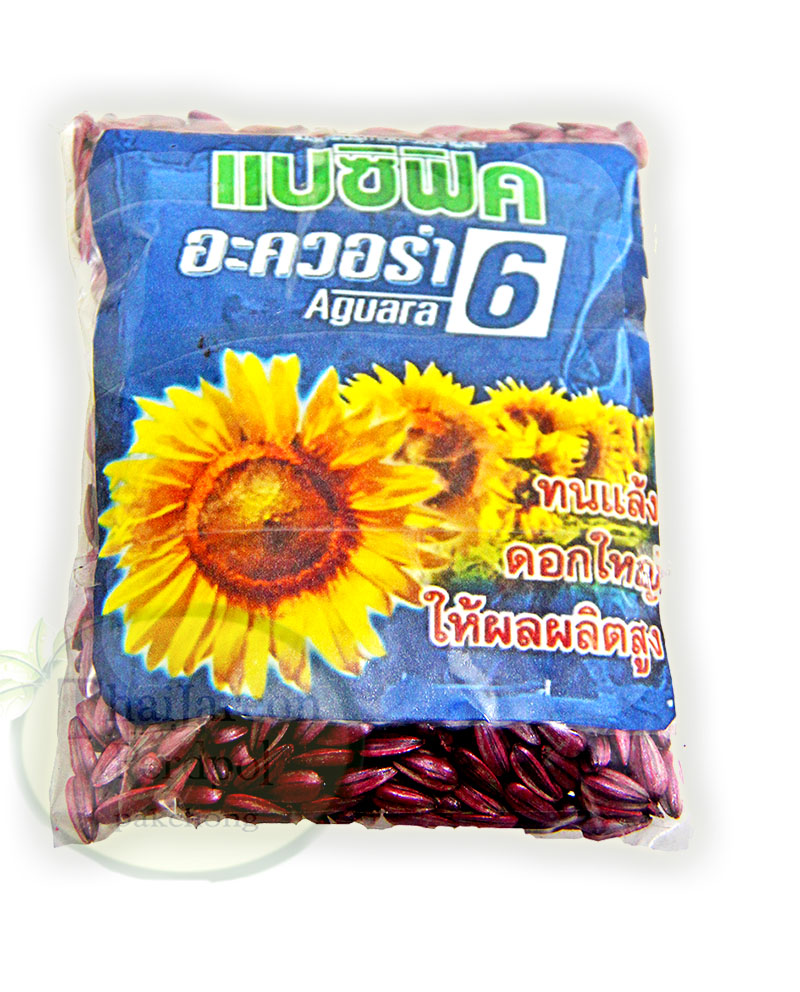 แปซิฟิก อะควอร่า 6 เมล็ดทานตะวันลูกผสม เมล็ดดอกทานตะวัน ไม้ประดับ พันธุ์ฺดอกใหญ่