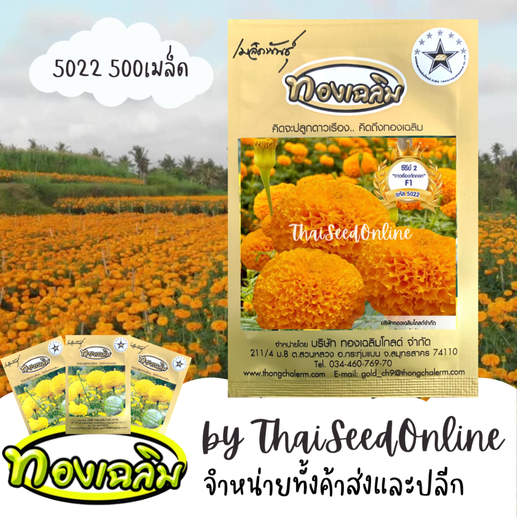 Thongchalerm(ทองเฉลิม) TC500S เมล็ดพันธุ์ ดาวเรืองตัดดอก ดาวเรืองทองเฉลิม 5022 500 เมล็ด Marigold Thongchalerm 5022 500Seeds