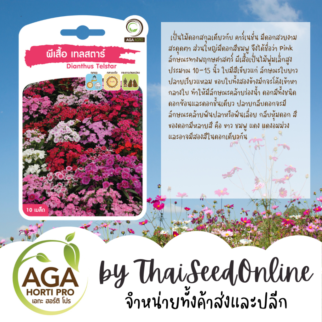 AGA Agro(เอกะ อะโกร) AGAPREMIUM ผีเสื้อเทลสตาร์ 10เมล็ด ตราเอกะอะโกร Cosmos