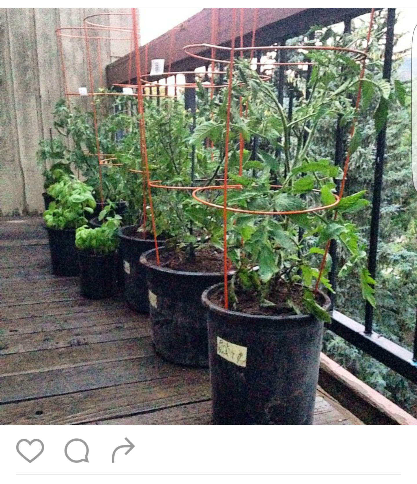 ค้างไม้เลื้อย ไม้กระถาง ลวดล้อมไม้