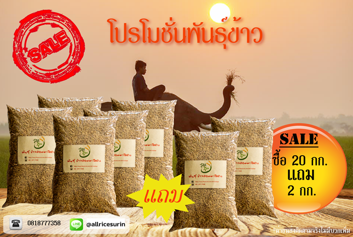 พันธุ์หอมมะลิแดง ซื้อ 20 กก. แถม 2 กก.