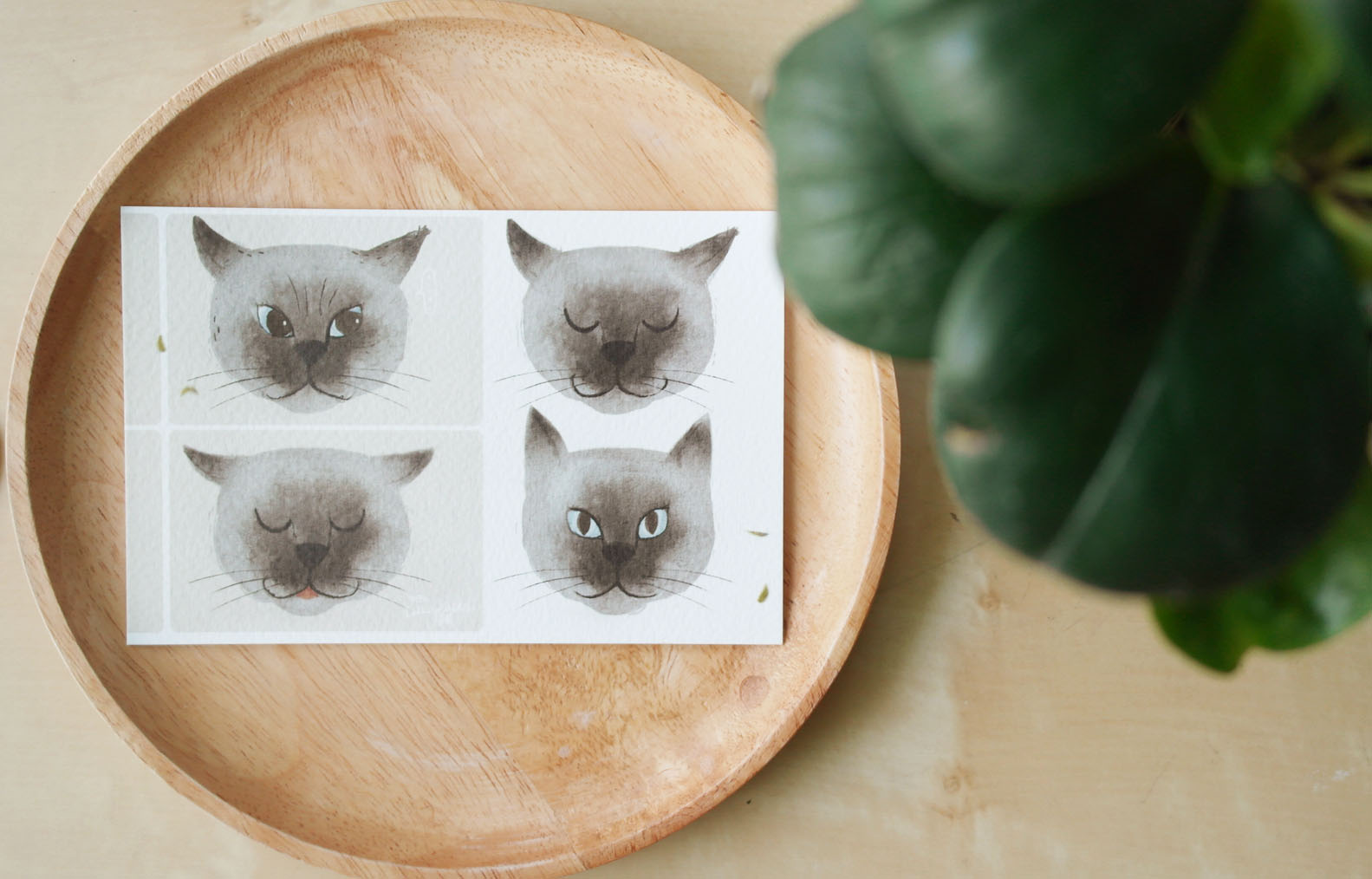โปสการ์ด ลายหน้าแมว Take a photo Siam Cat action illustration postcard 4x6 inch