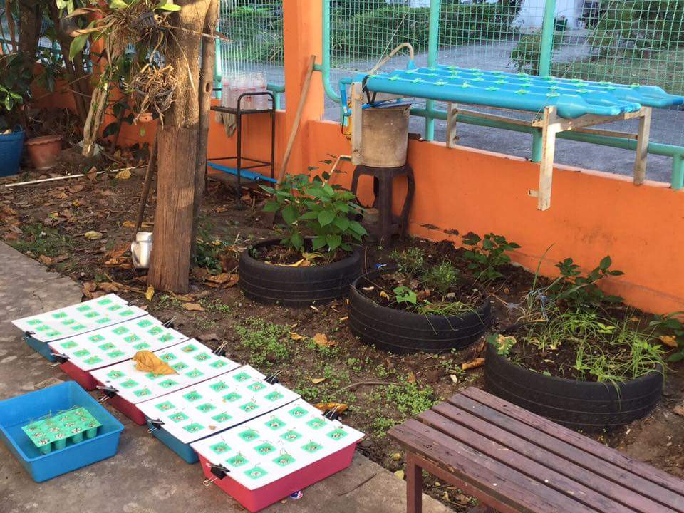 ถาดเพาะไฮโดรโปนิกส์ ถาดเพาะชำ ถาดเพาะกล้าสีเขียว 80 หลุม