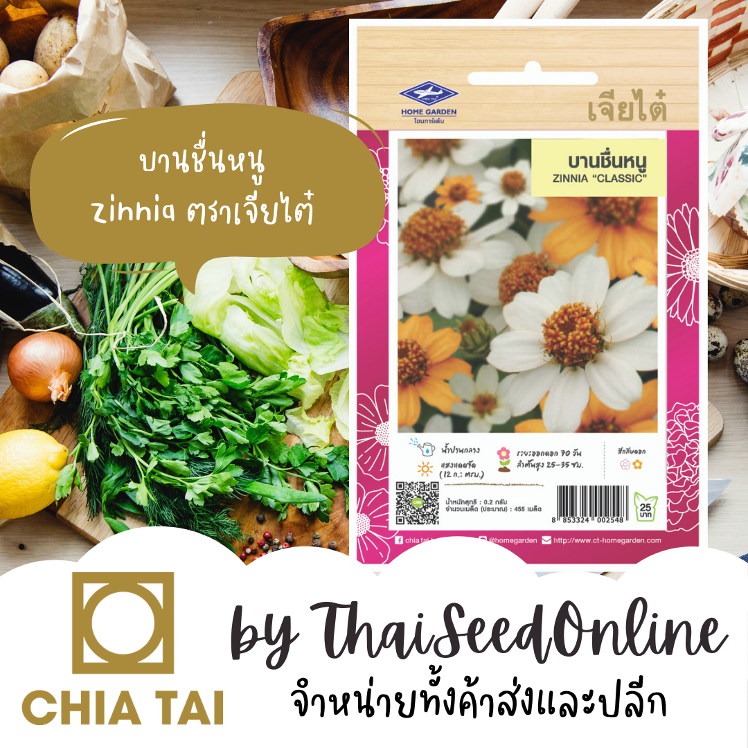 CTFW เมล็ดพันธุ์ดอกไม้ บานชื่นหนู ตราเจียไต๋ Zinnia เมล็ดดอกไม้ เมล็ดพันธุ์ดอกไม้