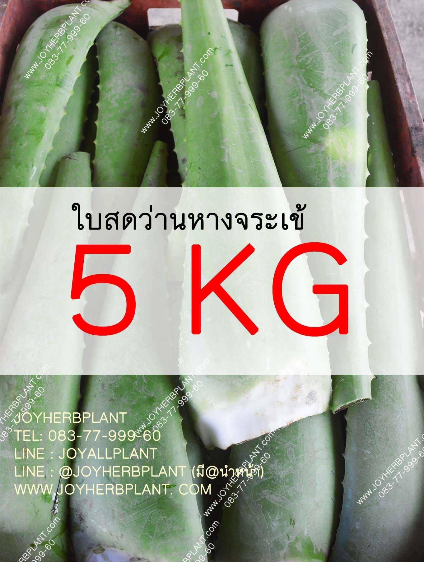 ใบสดว่านหางจระเข้ 5 KG