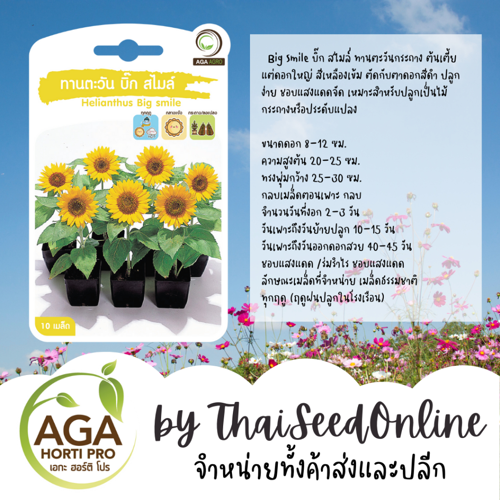 AGA Agro(เอกะ อะโกร) AGAPREMIUM ทานตะวัน บิ๊กสไมล์ 10เมล็ด ตราเอกะอะโกร Sunflower Big Smile