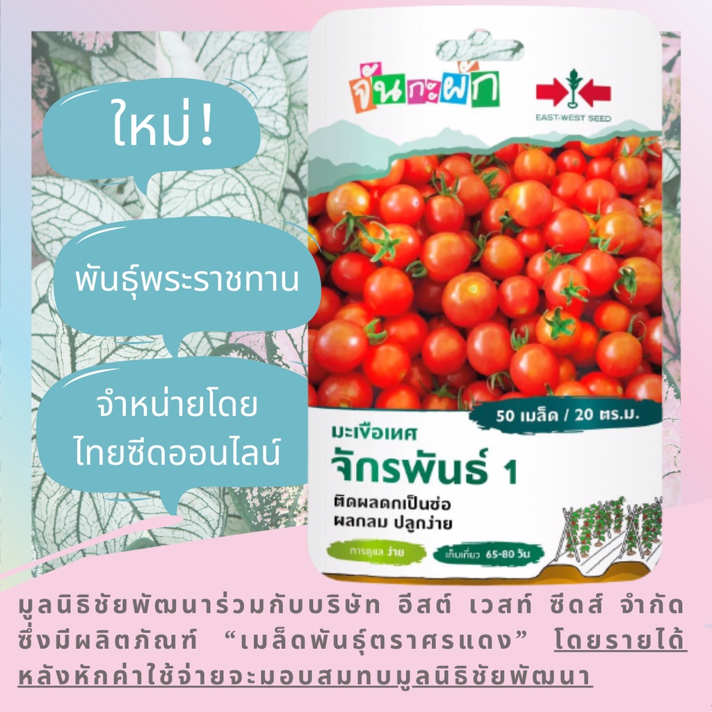 GGEW มะเขือเทศเชอร์รี่จักรพันธุ์1 50เมล็ด ตราศรแดง มะเขือราชินี ผลกลม เมล็ดพันธุ์พระราชทาน จันกะผัก Cherry Tomato