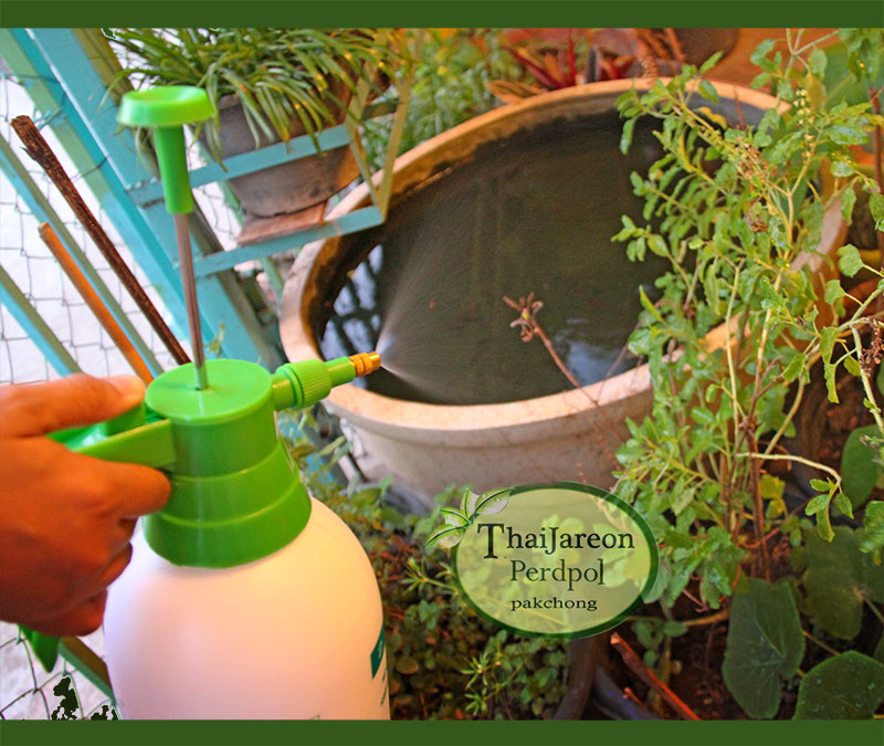 สเปรย์ foggy กระบอกฉีดน้ำแรงดัน Hand Pressure Foggy กระบอกฉีดน้ำยา ฟ็อกกี้ ขนาด 2 ลิตร