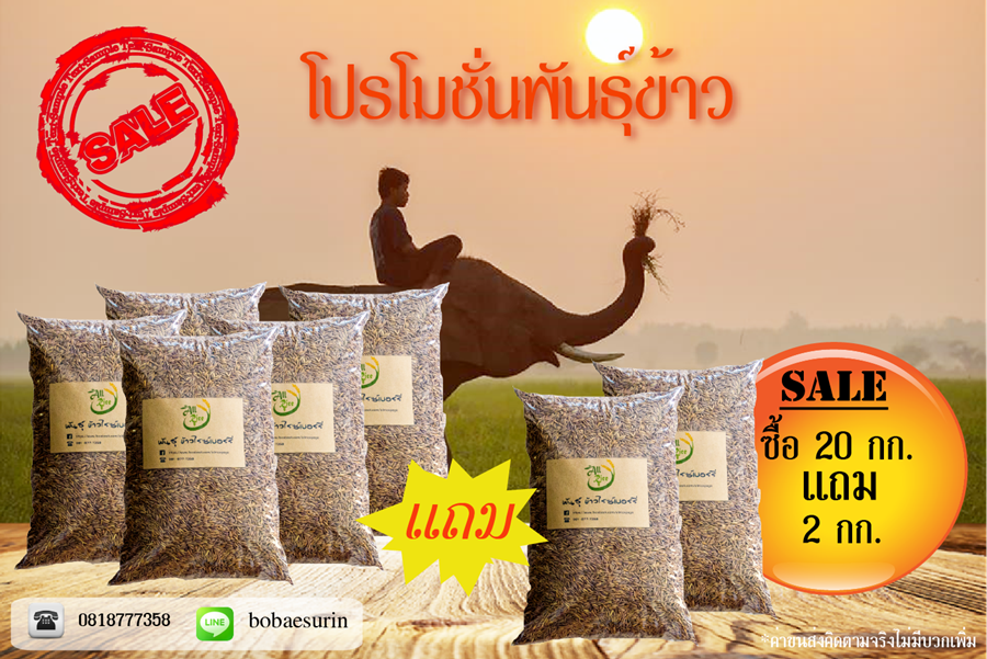 พันธุ์ไรซ์เบอร์รี่ ซื้อ 20 กก. แถม 2 กก.